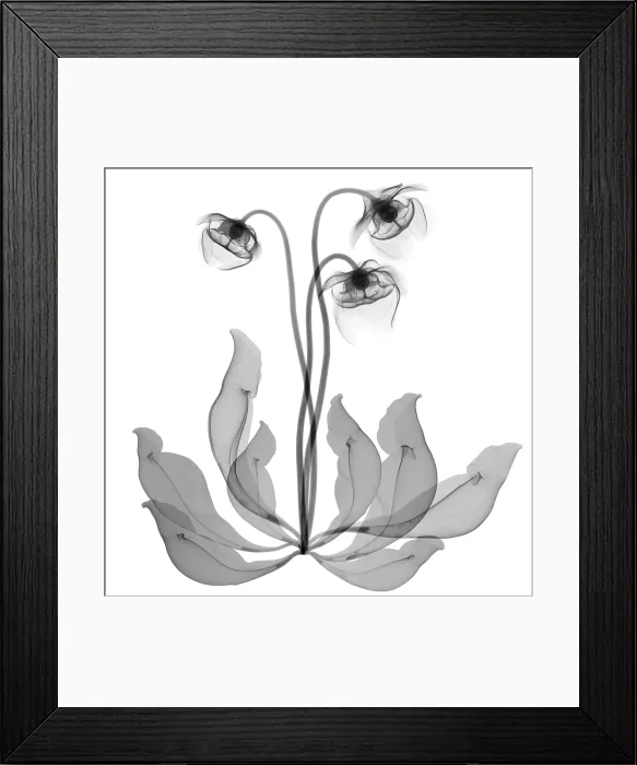 Framed Print : Pitcher Plant Flowers, X-ray Framed Print : Pitcher Plant Flowers, X-ray