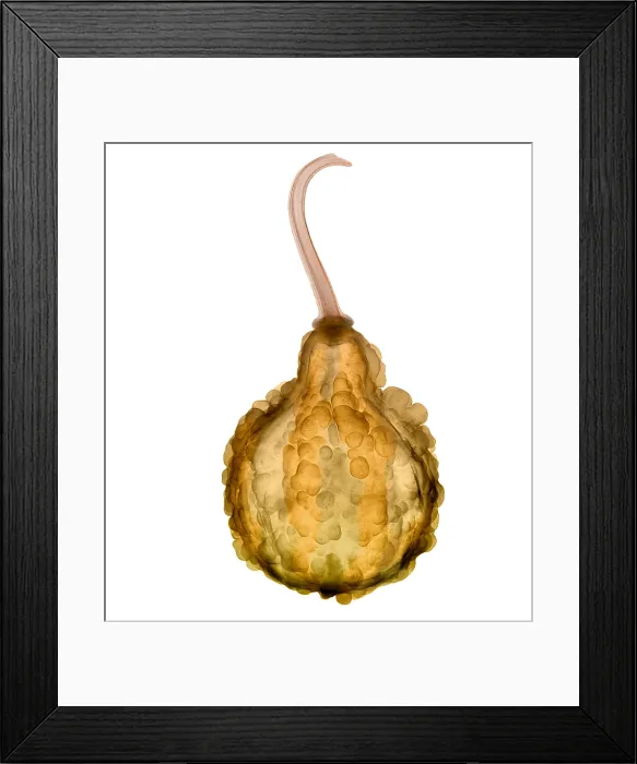 Framed Print : Fall Decorative Gourd, X-ray Framed Print : Fall Decorative Gourd, X-ray
