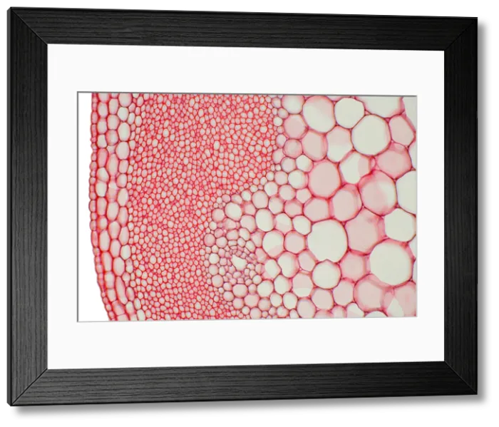 Framed Print : Hogweed Stem under a microscope Framed Print : Hogweed Stem under a microscope