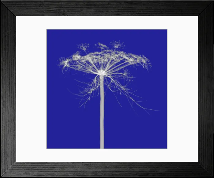 Framed Print : Queen Anne's Lace, X-ray