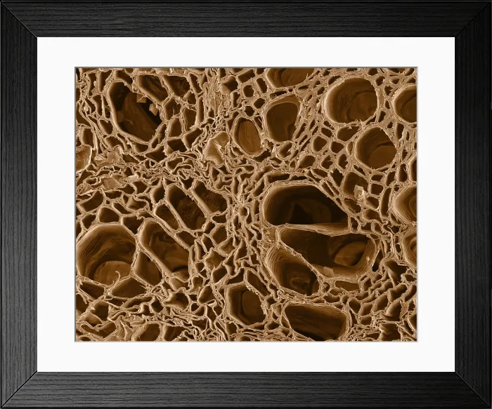 Framed Print : SEM, Cannabis Root Framed Print : SEM, Cannabis Root