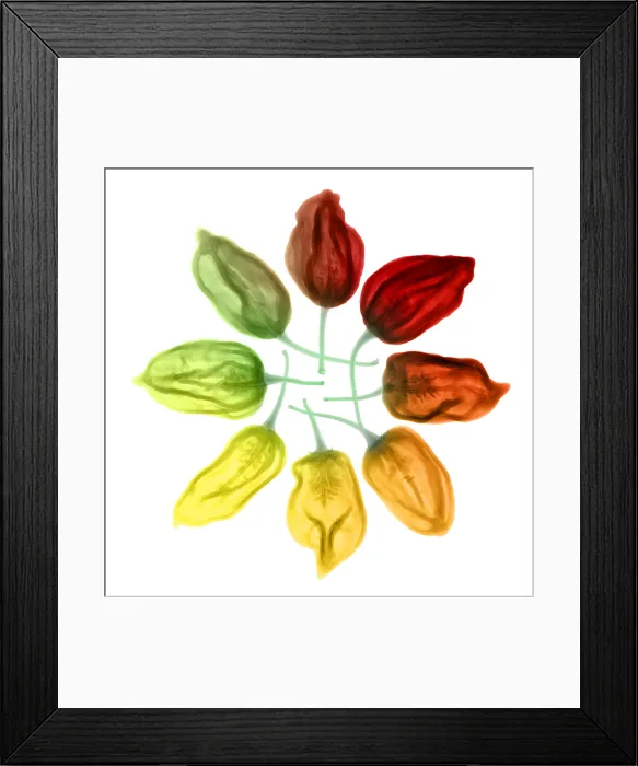 Framed Print : Habanero Chili Peppers, X-ray Framed Print : Habanero Chili Peppers, X-ray