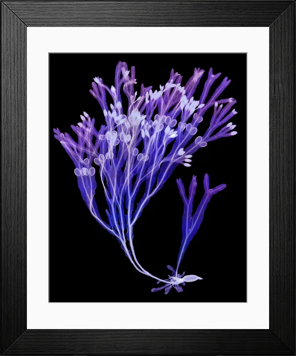 Framed Print : Rockweed Seaweed, X-ray Framed Print : Rockweed Seaweed, X-ray