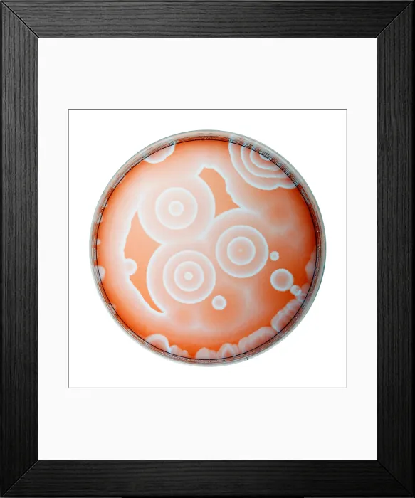Framed Print : Chemical Waves in BZ Reagent (4 of 9) Framed Print : Chemical Waves in BZ Reagent (4 of 9)