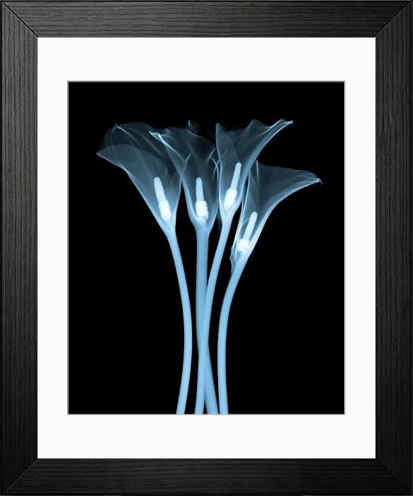 Framed Print : Calla Lily, X-ray Framed Print : Calla Lily, X-ray