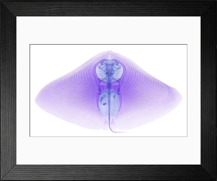 Framed Print : Smooth Butterfly Ray, X-ray Framed Print : Smooth Butterfly Ray, X-ray