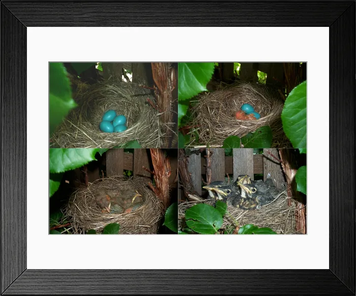 Framed Print : Robin's nest Framed Print : Robin's nest