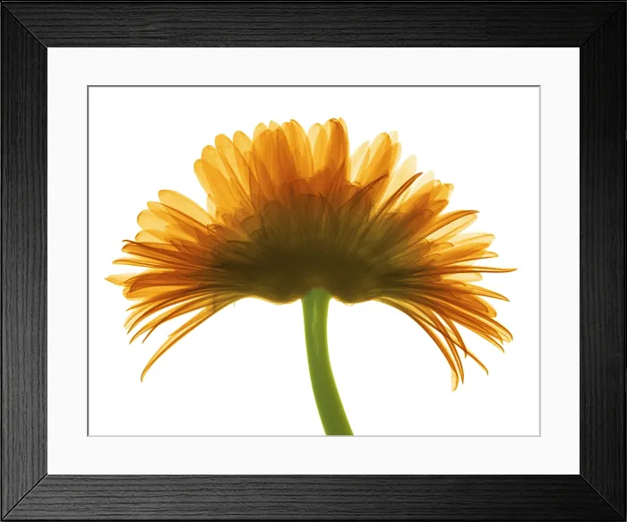 Framed Print : X-ray Gerber Daisy Framed Print : X-ray Gerber Daisy