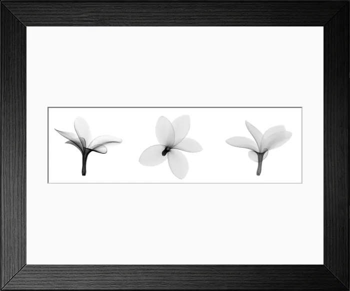 Framed Print : Fragipani (Plumeria) Flowers, X-ray Framed Print : Fragipani (Plumeria) Flowers, X-ray