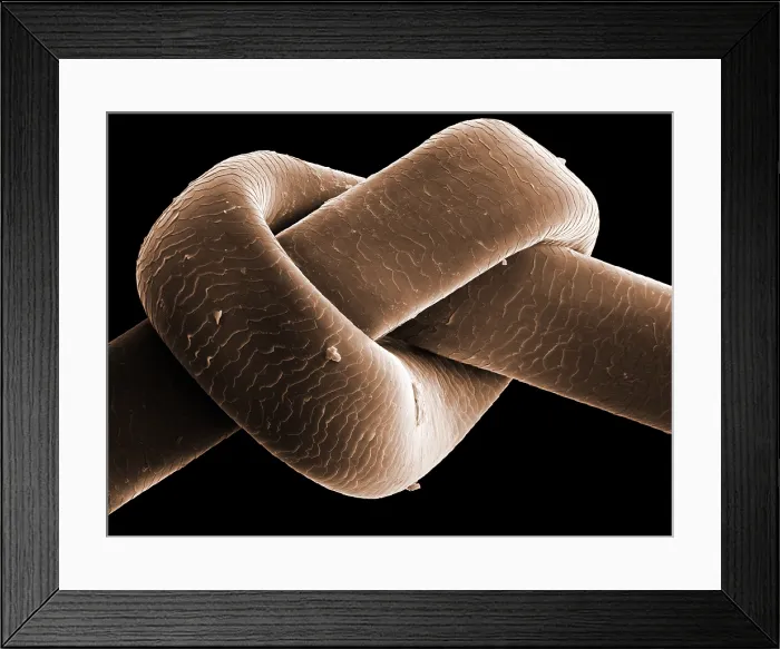 Framed Print : Knot in Human Hair, under a microscope (SEM) Framed Print : Knot in Human Hair, under a microscope (SEM)