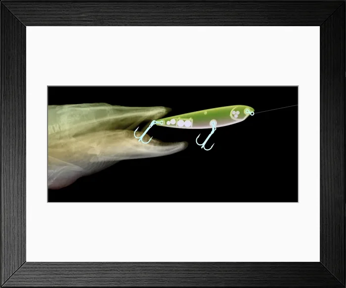 Framed Print : X-ray of Muskie & Lure Framed Print : X-ray of Muskie & Lure