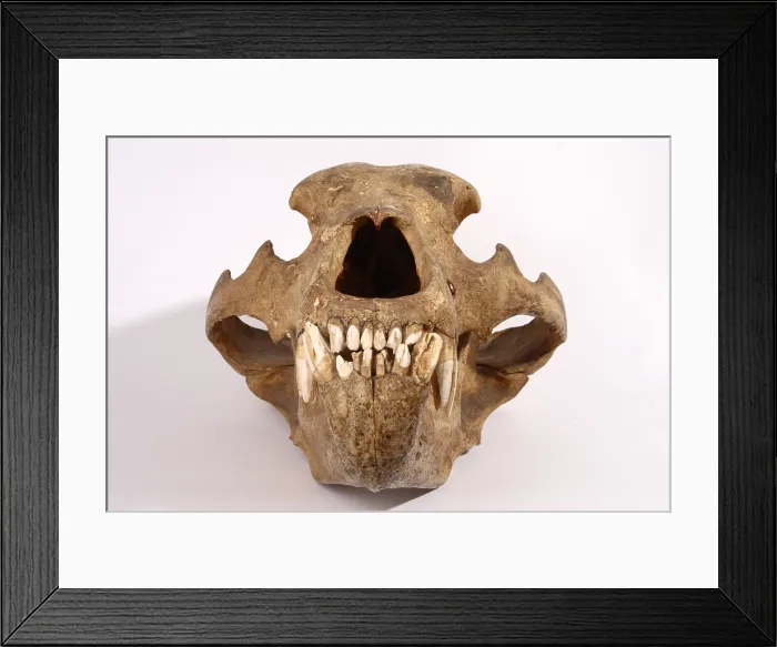 Framed Print : Kodiak Bear Skull Framed Print : Kodiak Bear Skull
