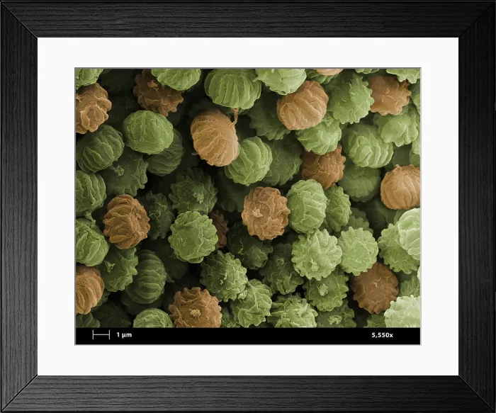 Framed Print : SEM of Ergot Framed Print : SEM of Ergot