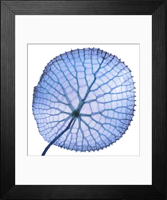 Framed Print : Giant Amazon water lily, X-ray Framed Print : Giant Amazon water lily, X-ray