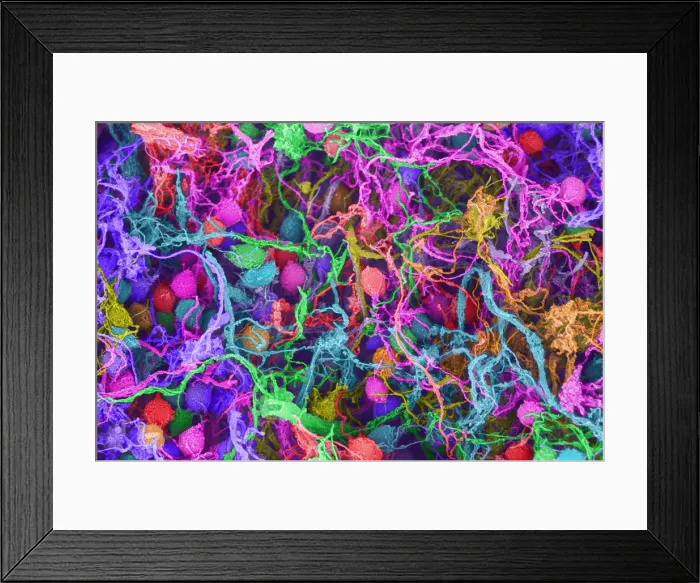Framed Print : Human Brain Cells, scanning electron micrograph Framed Print : Human Brain Cells, scanning electron micrograph