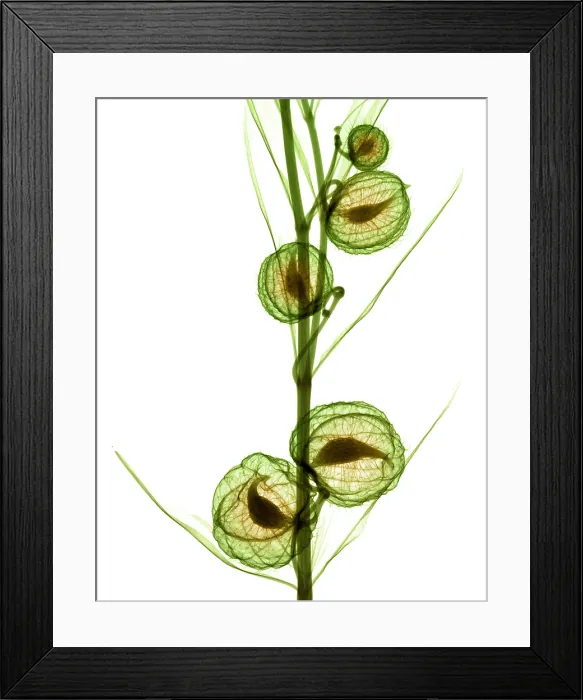 Framed Print : Milkweed, Gomphocarpus physocarpus, X-ray Framed Print : Milkweed, Gomphocarpus physocarpus, X-ray