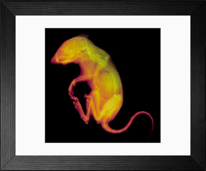 Framed Print : Chipmunk, X-ray