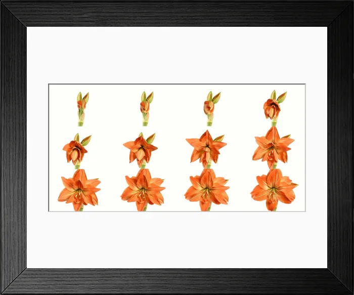 Framed Print : Amaryllis blooming Framed Print : Amaryllis blooming