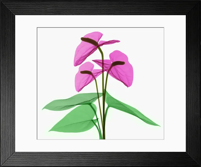 Framed Print : Anthurium Flowers, X-ray