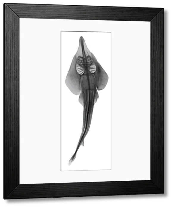 Framed Print : Shovelnosed Ray Framed Print : Shovelnosed Ray