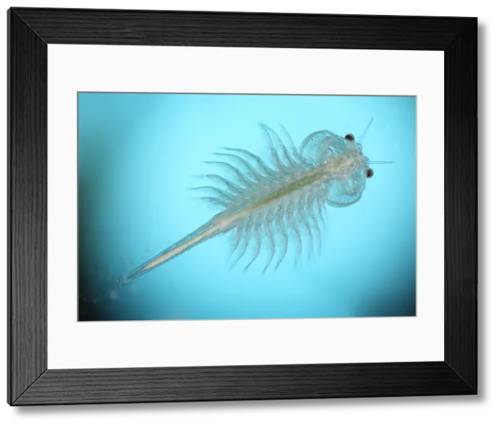 Framed Print : Brine shrimp