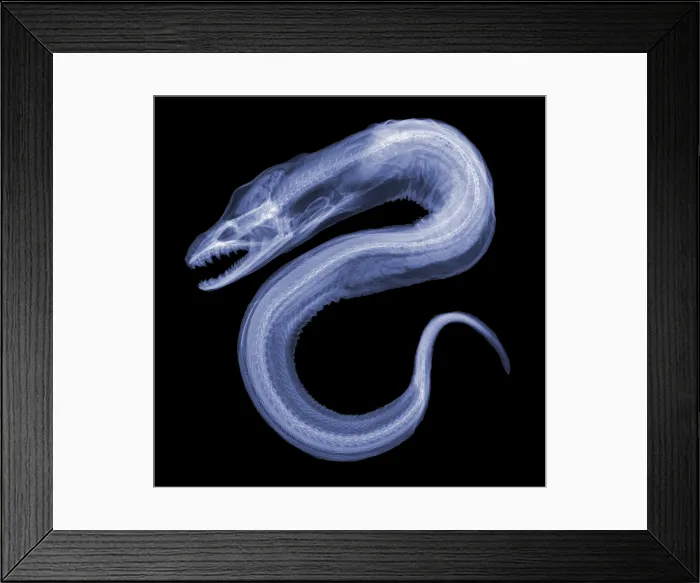Framed Print : Moray Eel, X-ray