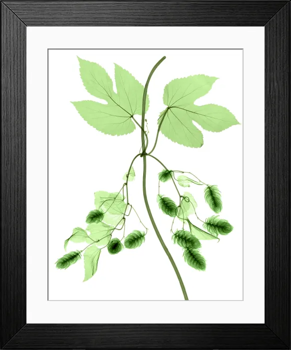 Framed Print : Hops, Humulus lupulus, X-ray Framed Print : Hops, Humulus lupulus, X-ray