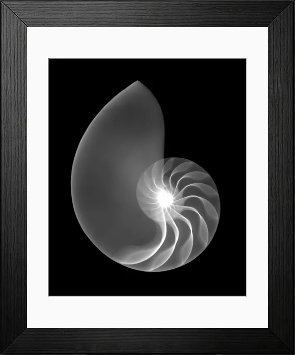 Framed Print : Chambered Nautilus Shell