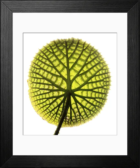 Framed Print : Amazon water lily Framed Print : Amazon water lily