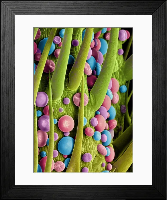 Framed Print : Marijuana Female Flower, scanning electron micrograph Framed Print : Marijuana Female Flower, scanning electron micrograph