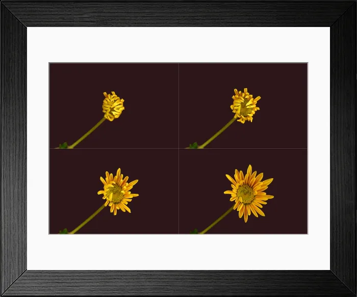 Framed Print : Chrysanthemum blooming sequence