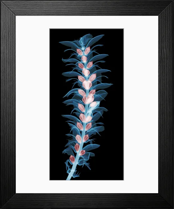 Framed Print : X-ray of an Acanthus Flower Framed Print : X-ray of an Acanthus Flower