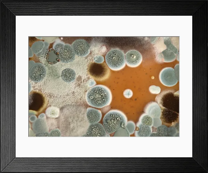 Framed Print : Molds Growing on Agar Framed Print : Molds Growing on Agar