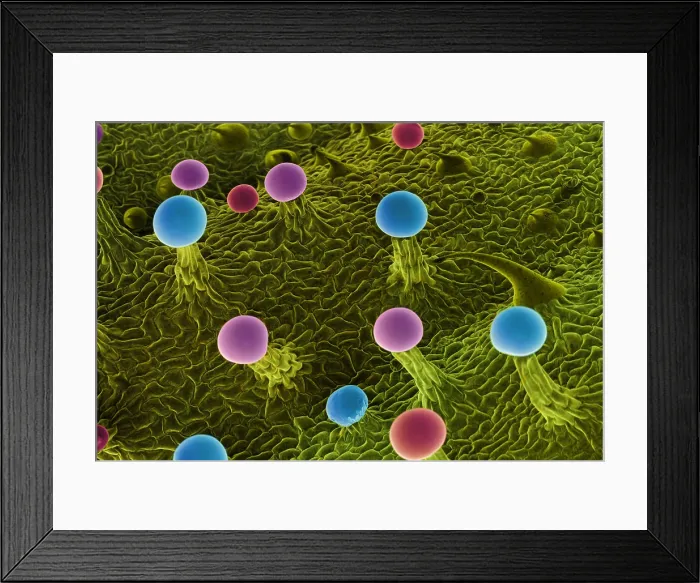 Framed Print : SEM Cannabis Trichomes Framed Print : SEM Cannabis Trichomes