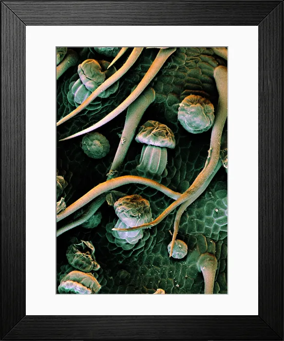 Framed Print : Marijuana, Cannabis sativa, under a microscope (SEM) Framed Print : Marijuana, Cannabis sativa, under a microscope (SEM)