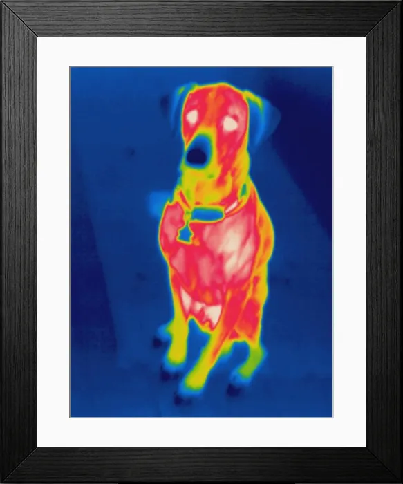 Framed Print : Thermogram of a dog Framed Print : Thermogram of a dog