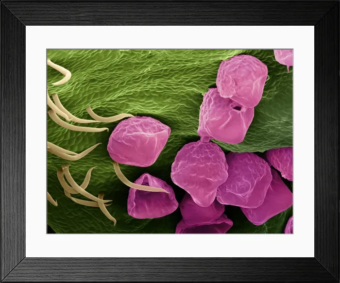 Framed Print : Hops Flower, under a microscope (SEM) Framed Print : Hops Flower, under a microscope (SEM)