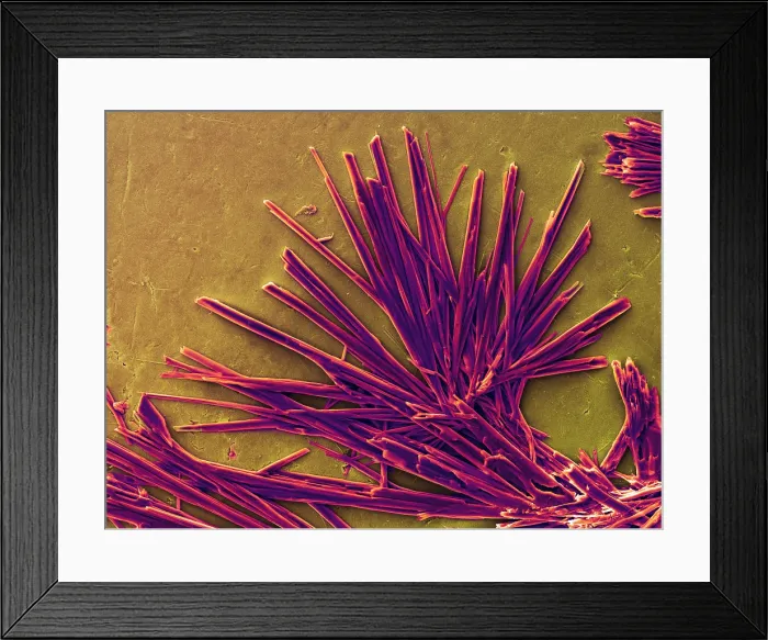 Framed Print : Caffeine Crystals, under a microscope (SEM) Framed Print : Caffeine Crystals, under a microscope (SEM)