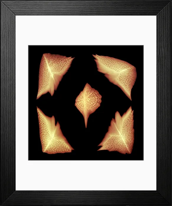 Framed Print : Sturgeon Scales, X-ray Framed Print : Sturgeon Scales, X-ray