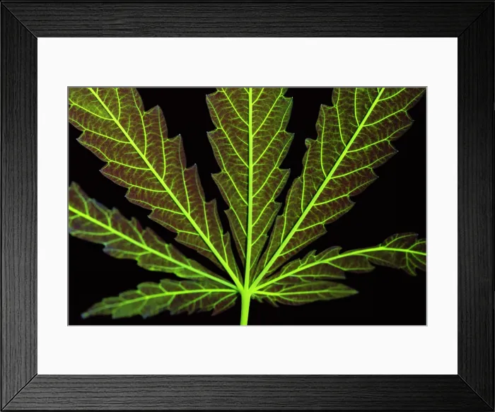 Framed Print : A Cannabis Leaf Dyed to Show Veins Framed Print : A Cannabis Leaf Dyed to Show Veins