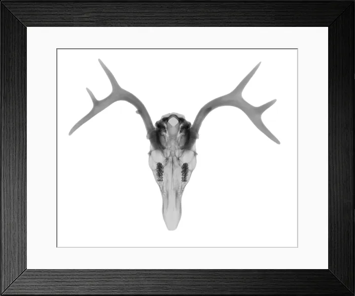 Framed Print : White Tailed Deer Framed Print : White Tailed Deer