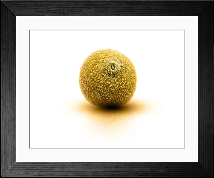 Framed Print : Cannabis Pollen