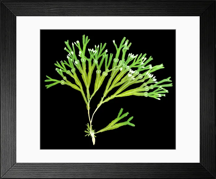 Framed Print : Rockweed Seaweed, X-ray Framed Print : Rockweed Seaweed, X-ray