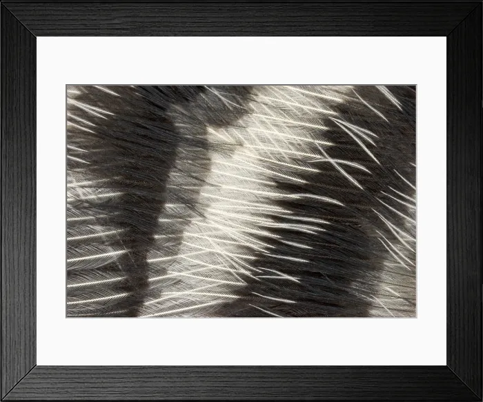 Framed Print : Red-bellied Woodpecker feathers Framed Print : Red-bellied Woodpecker feathers