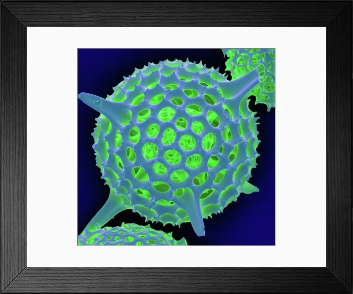 Framed Print : Radiolarian, scanning electron micrograph