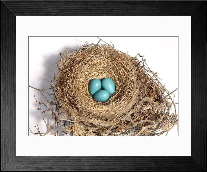 Framed Print : Robin's Nest with Eggs Framed Print : Robin's Nest with Eggs