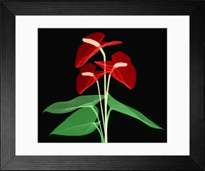 Framed Print : Anthurium Flowers, X-ray Framed Print : Anthurium Flowers, X-ray