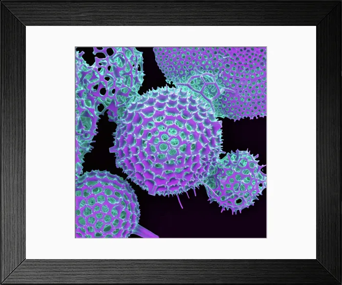 Framed Print : Radiolarian, scanning electron micrograph