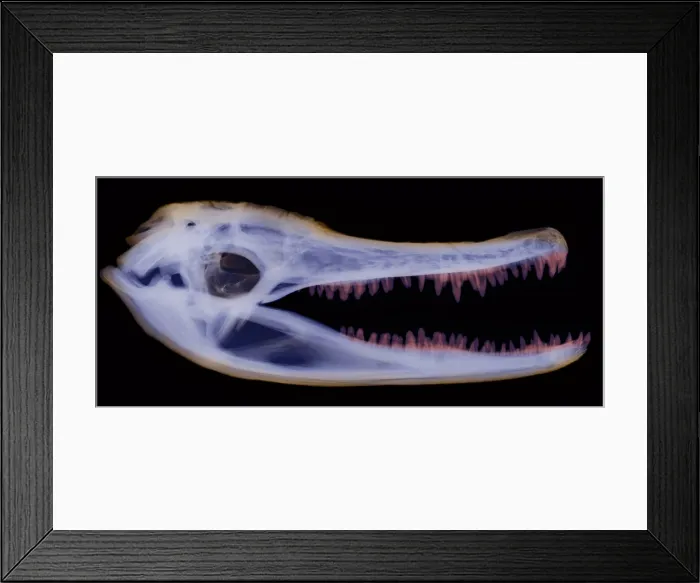 Framed Print : X-ray of American Alligator Framed Print : X-ray of American Alligator