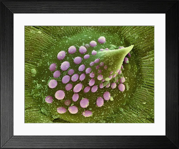 Framed Print : Hops Leaf, under a microscope (SEM) Framed Print : Hops Leaf, under a microscope (SEM)